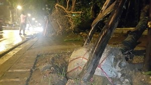 The storm on June 13 uprooted many of the new trees planted in Hanoi, revealing their roots were wrapped in nylon sheets (Photo: anh360.vn)